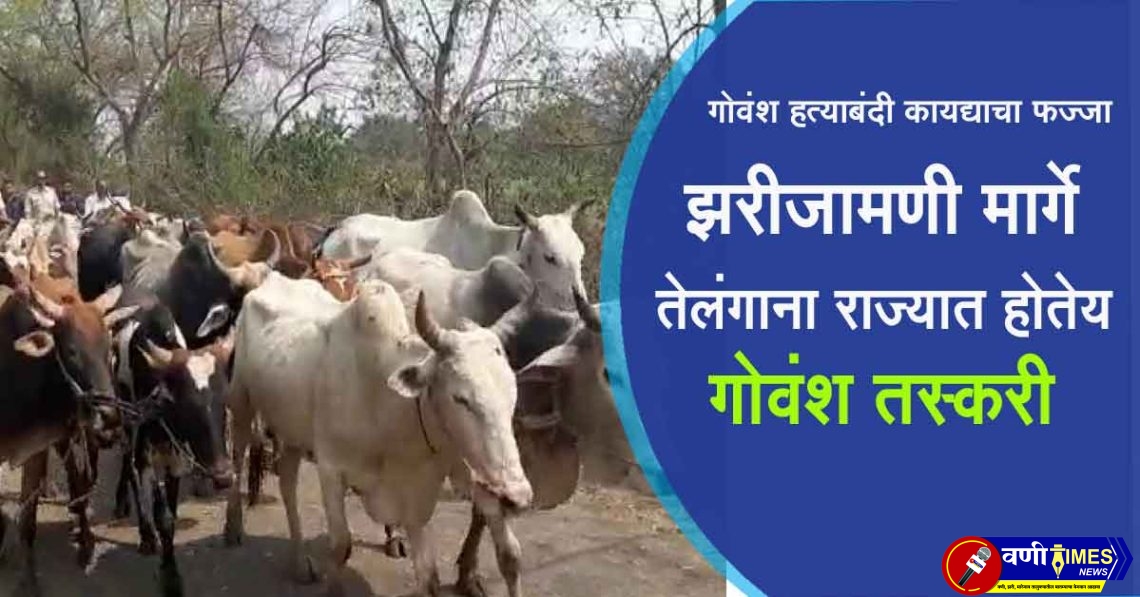 cattle smuggling