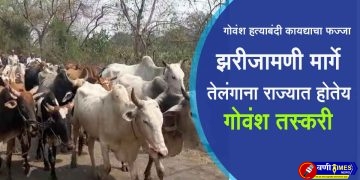 cattle smuggling